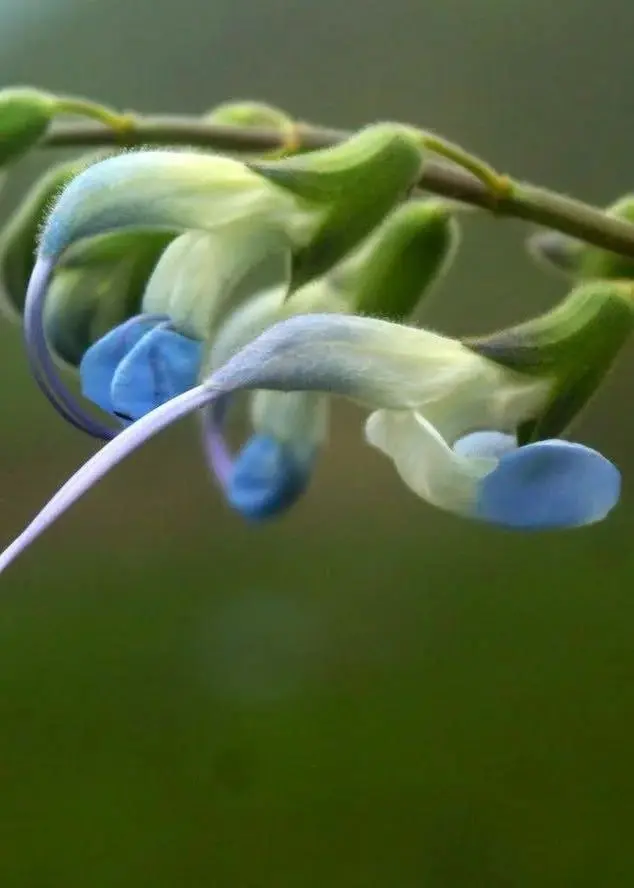 گونه گیاهی
