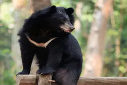 پایان تاریخ مصرف خرس بلوچی 