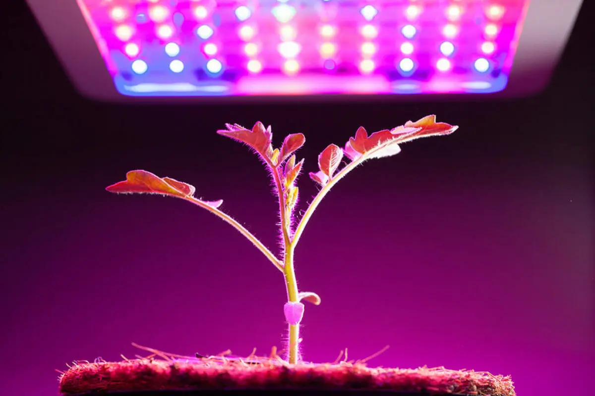 چه نوع لامپ رشد گیاه LED برای گیاهان بهتر است؟