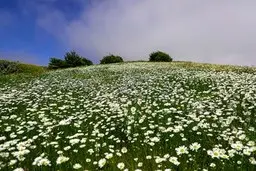 دشت گل های بابونه در فندقلو اردبیل گلستانی در میان ابر و جنگل