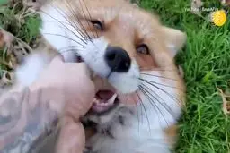 ویدئوی عجیب از روباهی که قهقهه میزند!