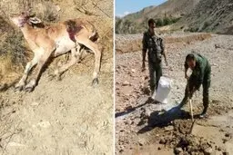 احتمال ابتلای حیات وحش تلف شده در دماوند به طاعون نشخوارکنندگان کوچک