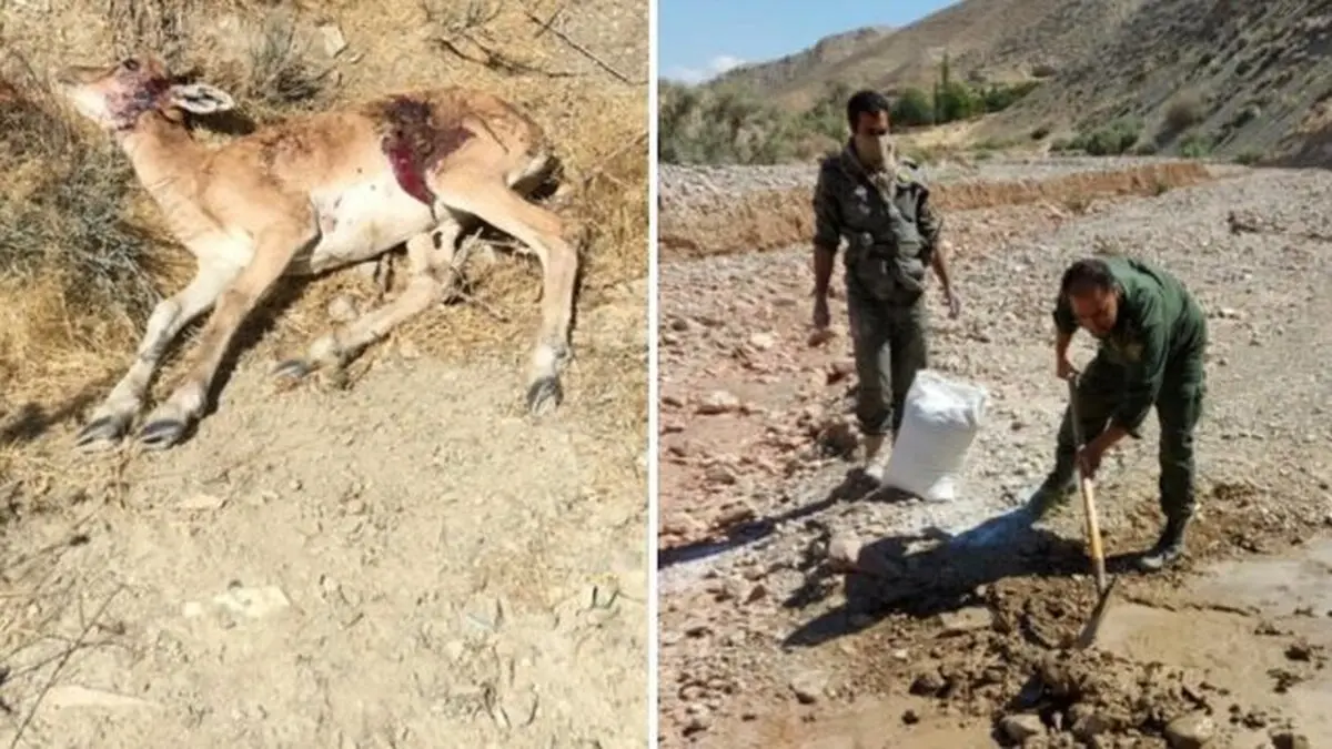 احتمال ابتلای حیات وحش تلف شده در دماوند به طاعون نشخوارکنندگان کوچک