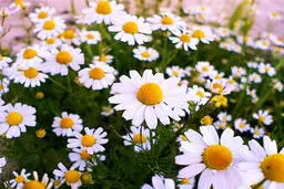 خواص گل بابونه برای چاقی | خواص چای بابونه برای لاغری