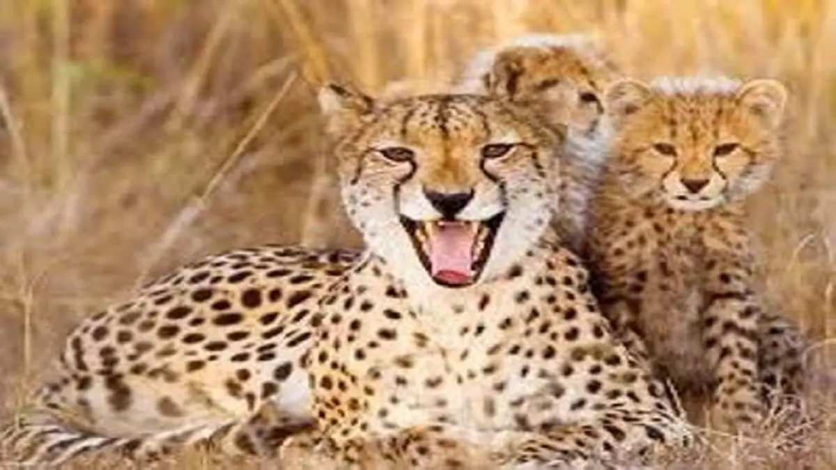 تصاویری نادر از خانواده پلنگ ایرانی + ویدئو 