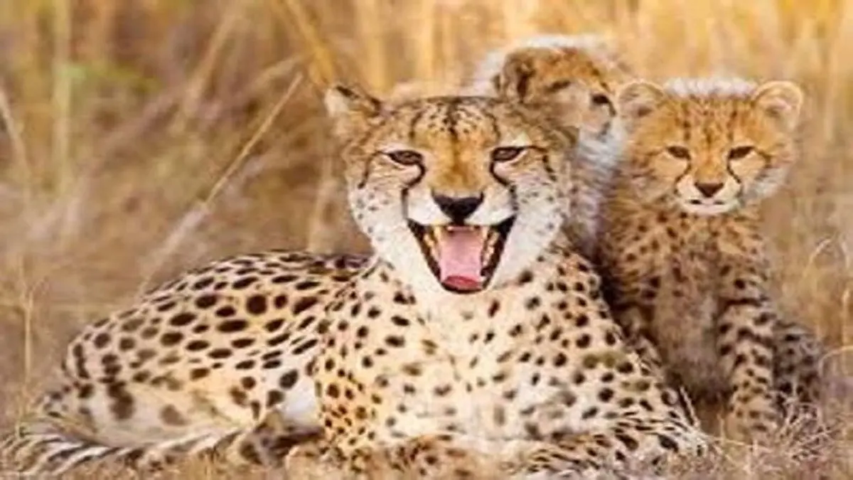 تصاویری نادر از خانواده پلنگ ایرانی + ویدئو 
