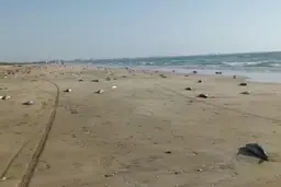 تلف شدن گربه‌ ماهی ها در ساحل جاسک + ویدئو