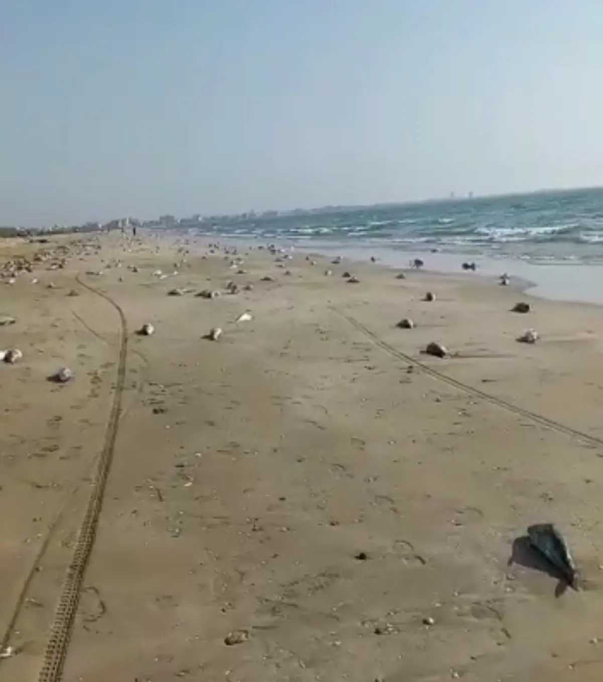 تلف شدن گربه‌ ماهی ها در ساحل جاسک + ویدئو