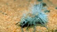 مورچه مخملی بر خلاف اسمش اصلا ناز نیست | نیش کشنده دارد! + عکس