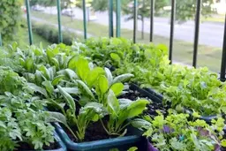 خودت در خانه سبزی بکار| روش کاشت سبزی خوردن در خانه