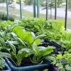 خودت توی خونه سبزی خوردن بکار | روش کاشت فوری سبزی خوردن در خانه 