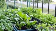 خودت در خانه سبزی بکار| روش کاشت سبزی خوردن در خانه