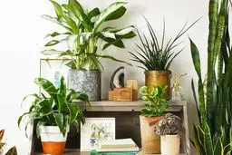 گیاه ماه تولدتان را بشناسید | گیاه متولد هر ماه 