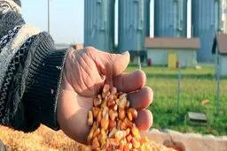   هرگونه فروش خوراک دام در خارج از بازارگاه کشاورزی، قاچاق محسوب می شود 
