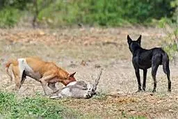 گره‌ای کور و معضلی بزرگ به نام سگ‌های بلاصاحب!