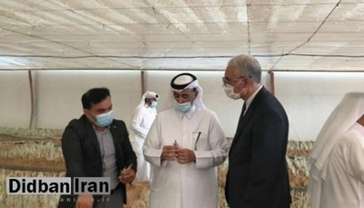 کاشت زعفران در قطر با کمک ایران 