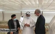 کاشت زعفران در قطر با کمک ایران 