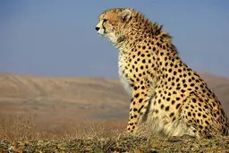 یوز ایرانی دیگر روی پیراهن تیم ملی ایران نخواهد بود + جزئیات