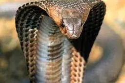 شجاعت و غرور این دختر هندی از کشتن یک مار سمی کبرا + ویدئو