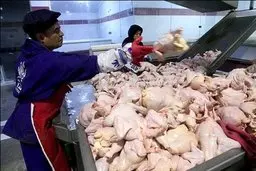 قیمت مرغ در بازار امروز 17 مرداد | قیمت بال مرغ در بازار ۱۱۲ هزار تومان شد! + جدول