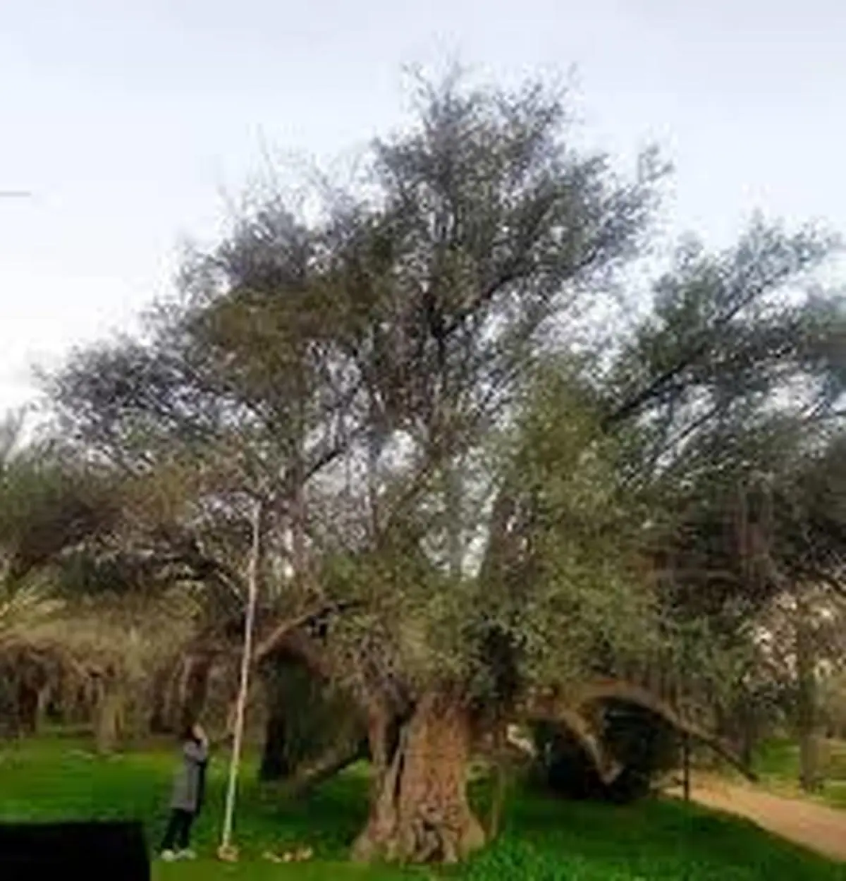ثبت ملی 5 اثر طبیعی استان بوشهر