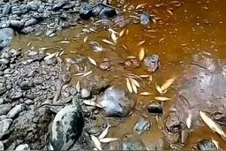  مرگ دسته جمعی ماهی‌براثر سهل‌انگاری