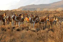 صحنه دیدنی گله پرجمعیت گورخر ایرانی در پارک ملی توران +ویدئو