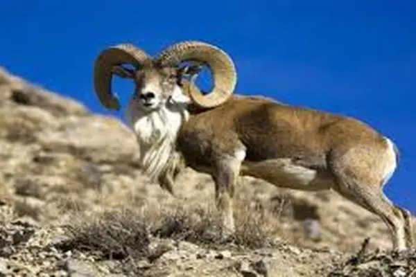 قوچ و میش‌های گرسنه در خیابان‌های شاهرود | "نذر طبیعت" برای نجات حیات‌وحش از خشکسالی +ویدئو