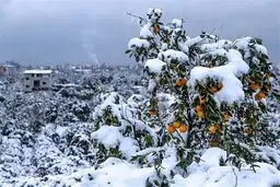 هشدار سازمان هواشناسی