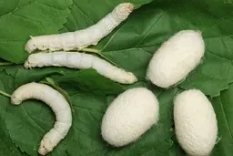 با پیله ابریشم از شر جوش هات راحت شو! | طرز استفاده از پیله ابریشم معجزه درمان جوش +ویدئو