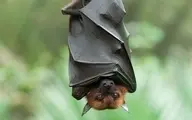  خفاش‌ها از بیماری‌های ناشی از این ویروس‌ها در امان هستند.