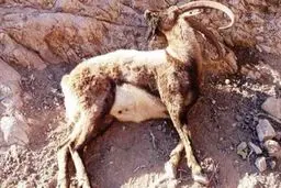 
علت مرگ وحوش در استان خراسان شمالی مشخص شد 
