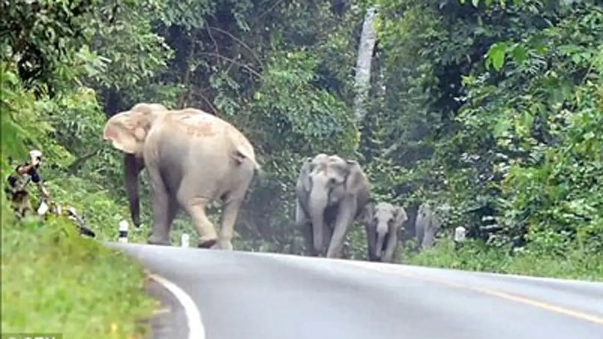 لحظه‌ی حمله فیل‌ها به یک موتورسوار+ویدئو 