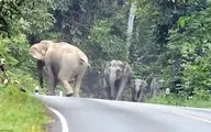 لحظه‌ی حمله فیل‌ها به یک موتورسوار+ویدئو 