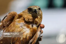  بازگرداندن پرندگاری شکاری در همدان به دامن طبیعت 