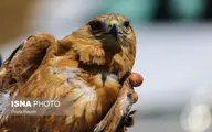  بازگرداندن پرندگاری شکاری در همدان به دامن طبیعت 