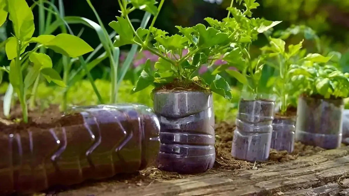 داخل بطری با این ترفند نعناع بکار | روش کاشت نعناع ، بدون خاک +ویدئو