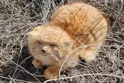 مشاهده مجدد گربه پالاس در رابر؛ نویدبخش افزایش جمعیت گونه‌ای نادر در کرمان

