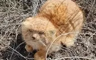 مشاهده مجدد گربه پالاس در رابر؛ نویدبخش افزایش جمعیت گونه‌ای نادر در کرمان

