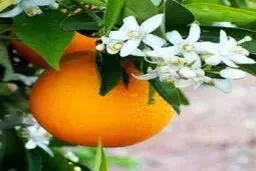 درمان بیخوابی با داروی گیاهی با طبیعت گرم