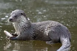  ثبت تصویر این پستاندار کمیاب در هورالعظیم +ویدئو
