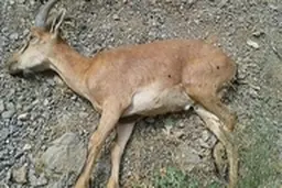 
کشف طاعون نشخوارکنندگان کوچک در کلاردشت 
