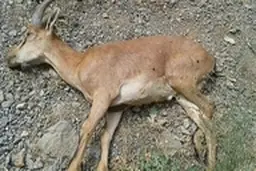 
کشف طاعون نشخوارکنندگان کوچک در کلاردشت 
