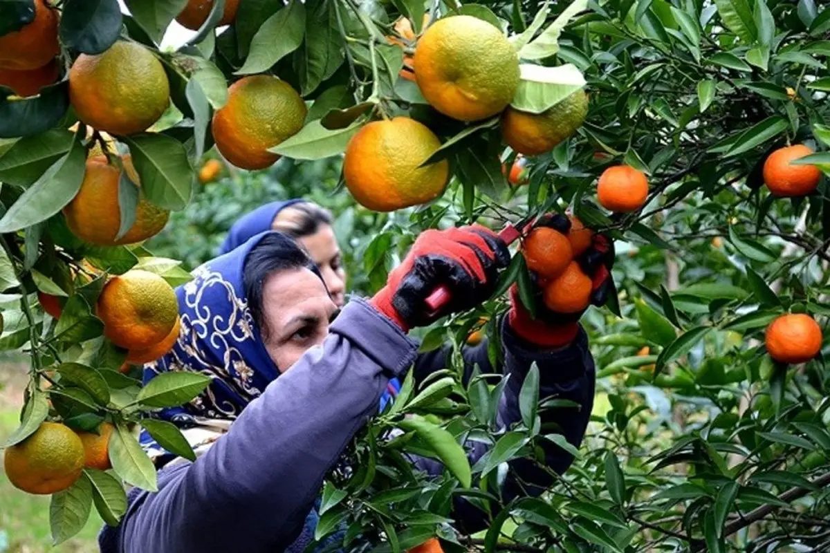 نارنگی‌های موجود در بازار با گاز اتیلن رنگ‌آوری شده است |  وزارتخانه‌های جهاد کشاورزی و بهداشت ورود کنند و مانع آسیب به سلامت مردم شوند