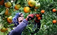 نارنگی‌های موجود در بازار با گاز اتیلن رنگ‌آوری شده است |  وزارتخانه‌های جهاد کشاورزی و بهداشت ورود کنند و مانع آسیب به سلامت مردم شوند
