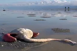 تلفات پرندگان مهاجر در میانکاله و خلیج گرگان به ۱۳ هزار و ۶۹۹ قطعه رسید