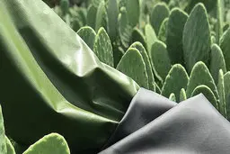  تولید چرم طبیعی از کاکتوس+ عکس