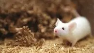زندگی عجیب یک مادربزرگ با ۵۰ موش! | موش‌ها توی سینک آشپزخونه‌ش حمام می‌کنند!+ویدئو 