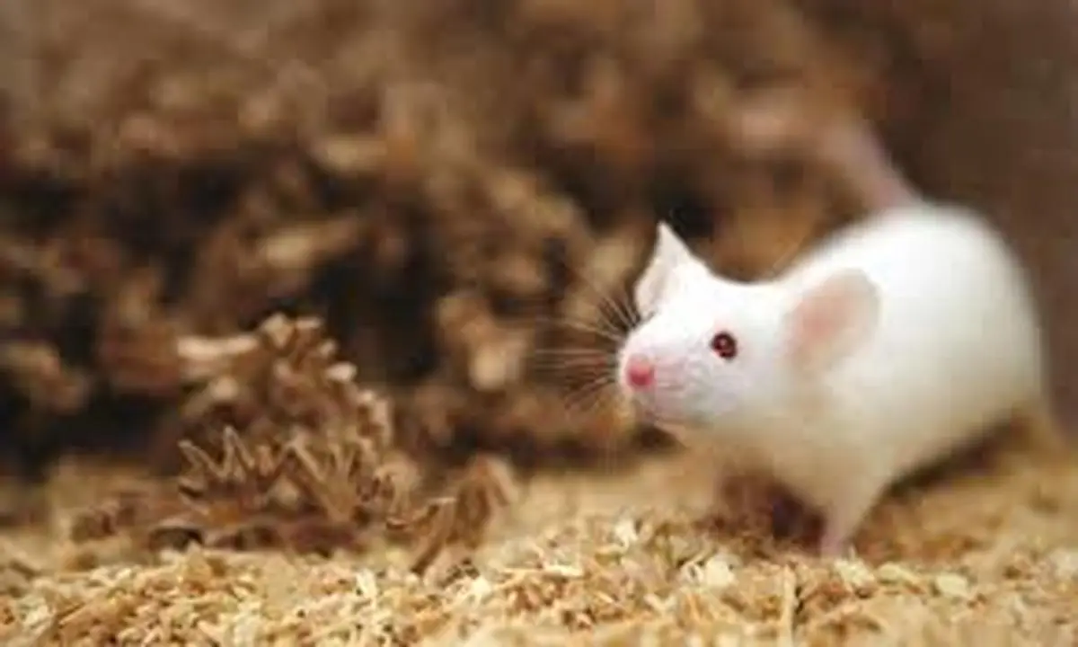 ویدئوی بامزه ی سرگردانی موش کوچک در خانه