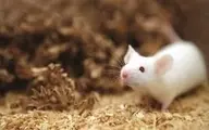 زندگی عجیب یک مادربزرگ با ۵۰ موش! | موش‌ها توی سینک آشپزخونه‌ش حمام می‌کنند!+ویدئو 